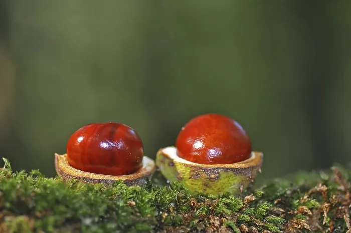 Framed Print : Castanea Print: Two Chestnuts Framed Print : Castanea Print: Two Chestnuts