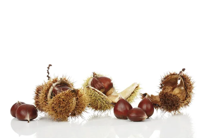 Framed Print : Chestnuts (Castanea) Print Framed Print : Chestnuts (Castanea) Print