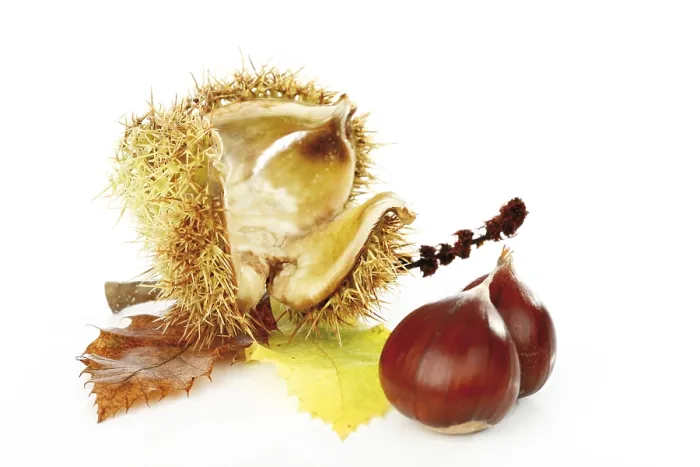 Framed Print : Chestnuts (Castanea) Print Framed Print : Chestnuts (Castanea) Print