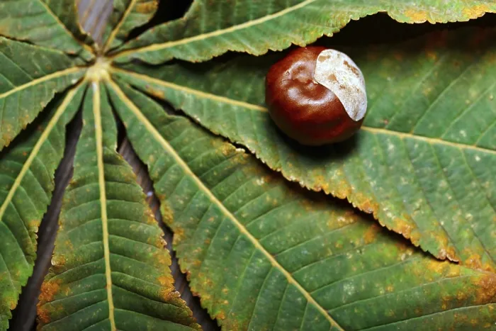 Framed Print : Close-up Print of Chestnuts on a Leaf Framed Print : Close-up Print of Chestnuts on a Leaf