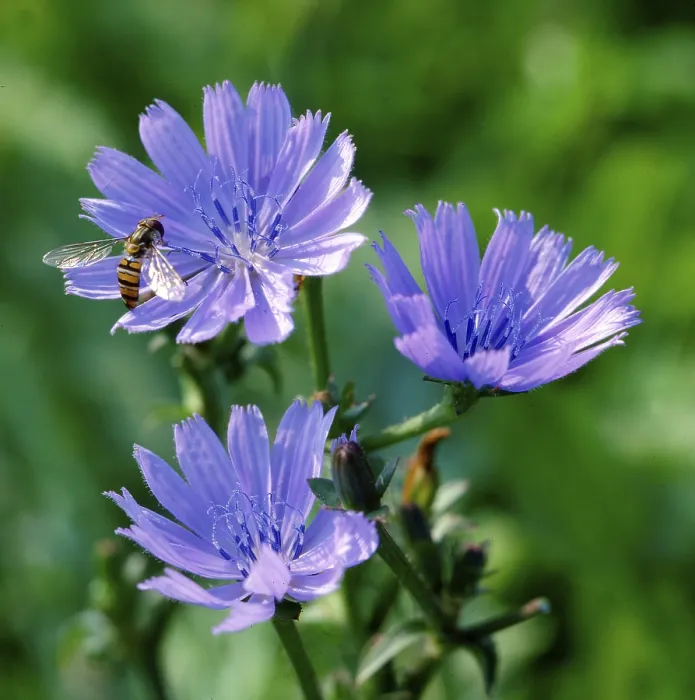 Framed Print : Chicory Print by ImageBROKER Framed Print : Chicory Print by ImageBROKER