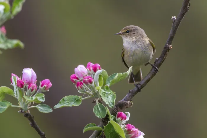 Framed Print : Chiffchaff Print, Phylloscopus Collybita in Fruit Tree Blossoms Framed Print : Chiffchaff Print, Phylloscopus Collybita in Fruit Tree Blossoms