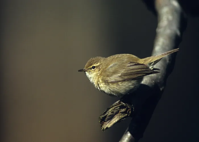 Framed Print : Chiffchaff Print, Phylloscopus collybita Framed Print : Chiffchaff Print, Phylloscopus collybita