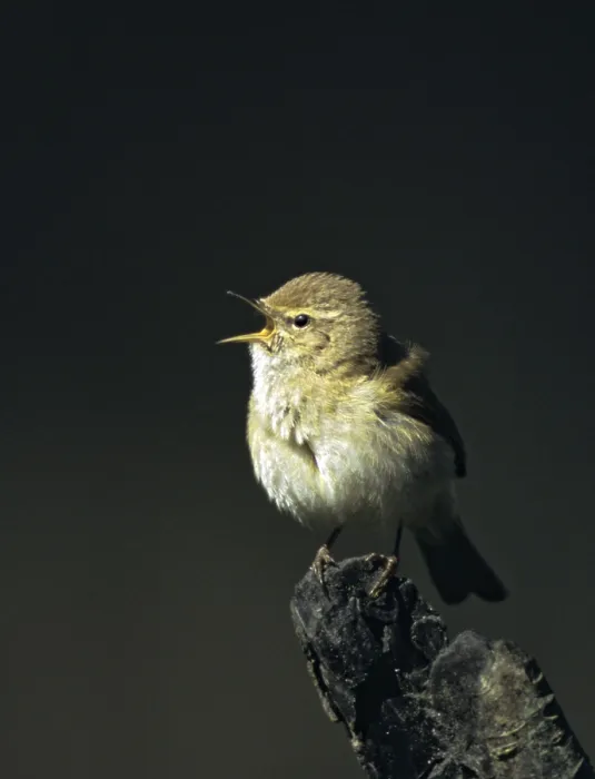 Framed Print : Chiffchaff, Phylloscopus collybita - Bird Print Framed Print : Chiffchaff, Phylloscopus collybita - Bird Print