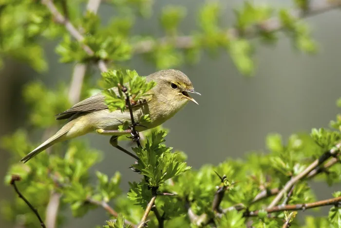 Framed Print : Chiffchaff Print - Phylloscopus collybita Framed Print : Chiffchaff Print - Phylloscopus collybita