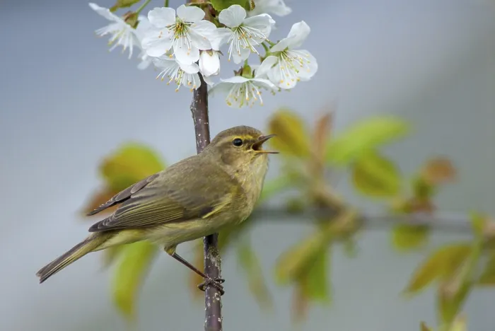 Framed Print : Chiffchaff Print - Phylloscopus collybita in Spring Framed Print : Chiffchaff Print - Phylloscopus collybita in Spring