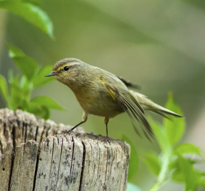 Framed Print : Chiffchaff Print, Phylloscopus collybita Bird Image Framed Print : Chiffchaff Print, Phylloscopus collybita Bird Image