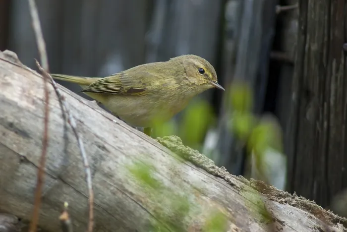 Framed Print : Chiffchaff Print - Phylloscopus collybita Framed Print : Chiffchaff Print - Phylloscopus collybita