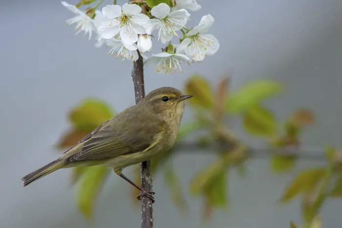 Framed Print : Chiffchaff Print, Phylloscopus collybita in Spring Flight Framed Print : Chiffchaff Print, Phylloscopus collybita in Spring Flight