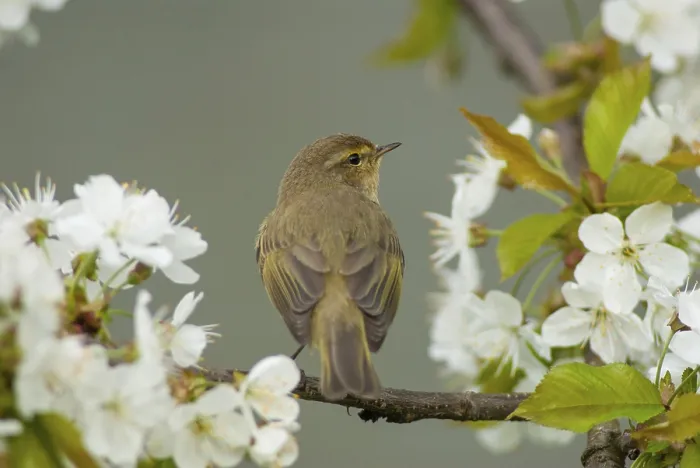 Framed Print : Chiffchaff Print, Phylloscopus collybita in Spring Framed Print : Chiffchaff Print, Phylloscopus collybita in Spring