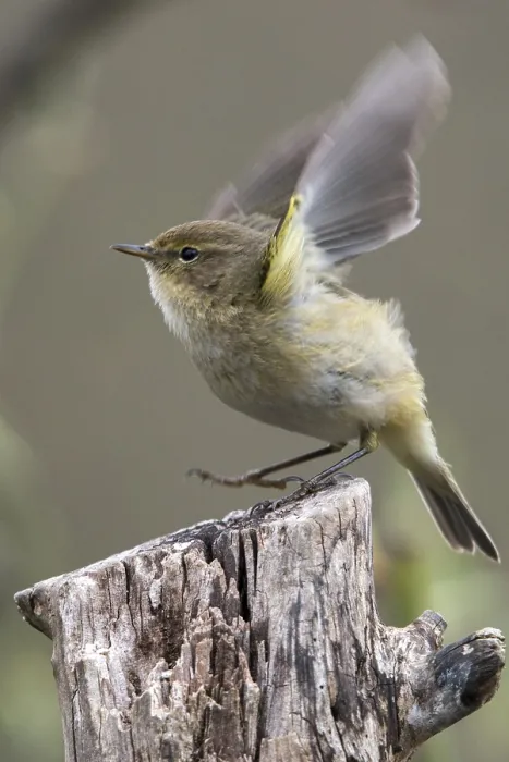 Framed Print : Chiffchaff Print, Phylloscopus collybita in Portrait Format Framed Print : Chiffchaff Print, Phylloscopus collybita in Portrait Format