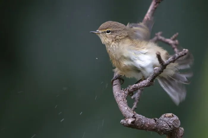 Framed Print : Chiffchaff Print - Phylloscopus collybita in plumage care Framed Print : Chiffchaff Print - Phylloscopus collybita in plumage care