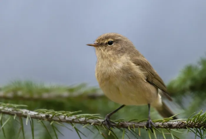 Framed Print : Chiffchaff Print, Phylloscopus collybita Framed Print : Chiffchaff Print, Phylloscopus collybita