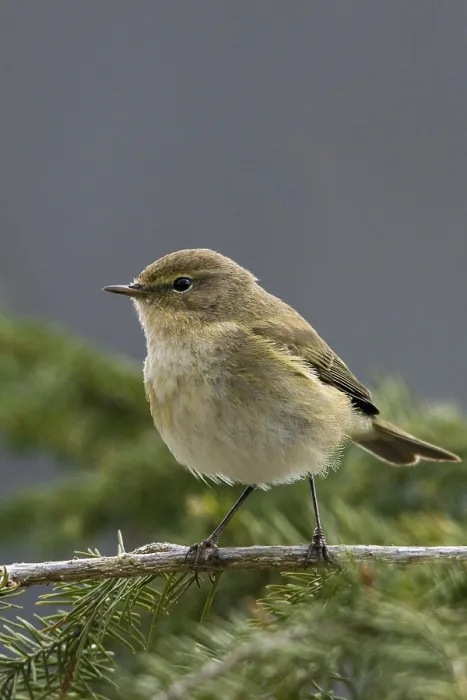Framed Print : Chiffchaff Print, Phylloscopus collybita in Portrait Format Framed Print : Chiffchaff Print, Phylloscopus collybita in Portrait Format
