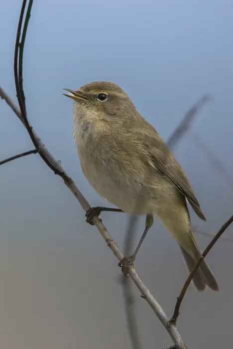 Framed Print : Chiffchaff, Phylloscopus collybita - Print Framed Print : Chiffchaff, Phylloscopus collybita - Print