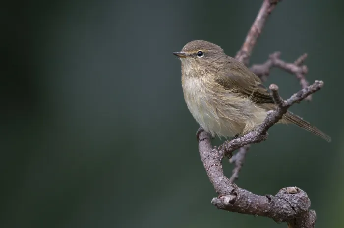 Framed Print : Chiffchaff Print: Phylloscopus collybita Bird Photo Framed Print : Chiffchaff Print: Phylloscopus collybita Bird Photo