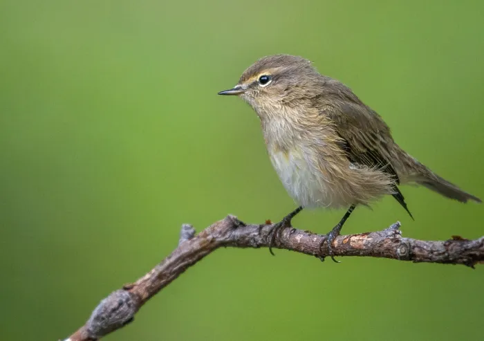 Framed Print : Chiffchaff Print - Phylloscopus collybita Bird Image Framed Print : Chiffchaff Print - Phylloscopus collybita Bird Image