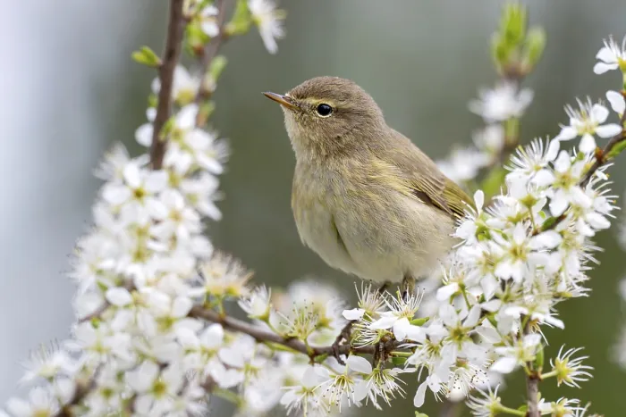 Framed Print : Chiffchaff (Phylloscopus collybita) Print, Austria Framed Print : Chiffchaff (Phylloscopus collybita) Print, Austria