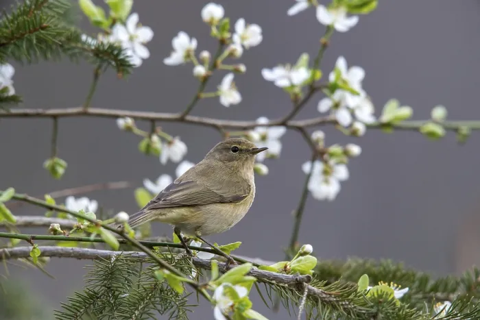 Framed Print : Chiffchaff Print - Phylloscopus collybita Framed Print : Chiffchaff Print - Phylloscopus collybita