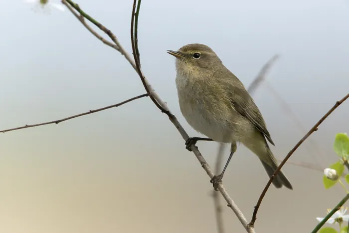 Framed Print : Chiffchaff Print - Phylloscopus collybita Framed Print : Chiffchaff Print - Phylloscopus collybita