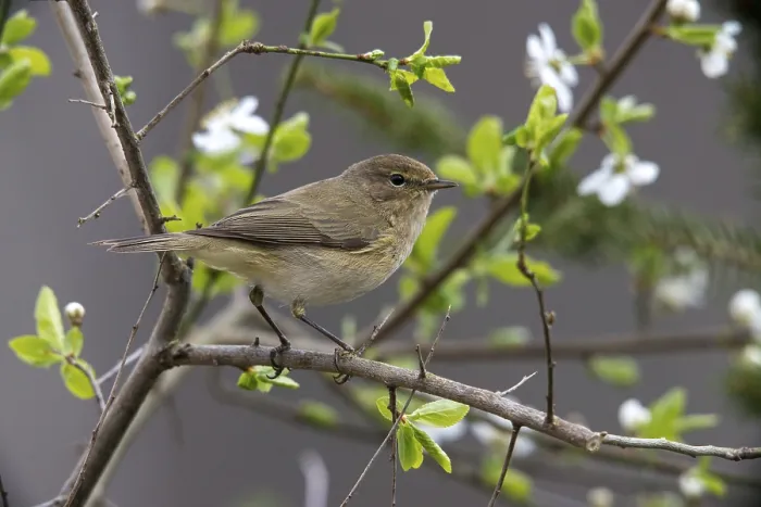 Framed Print : Chiffchaff Print, Phylloscopus collybita Bird Photo Framed Print : Chiffchaff Print, Phylloscopus collybita Bird Photo
