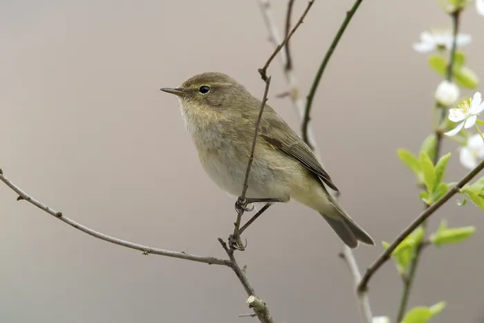 Framed Print : Chiffchaff Print - Phylloscopus collybita Bird Image Framed Print : Chiffchaff Print - Phylloscopus collybita Bird Image
