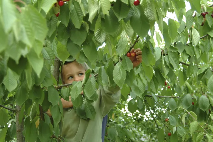 Framed Print : Child on Cherry Tree Print Framed Print : Child on Cherry Tree Print