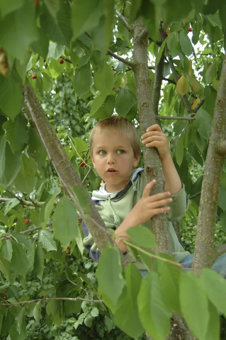 Framed Print : Child on Cherry Tree Print Framed Print : Child on Cherry Tree Print