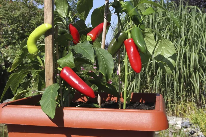 Framed Print : Chilli and Peppers in a Planter Print, Bavaria, Germany Framed Print : Chilli and Peppers in a Planter Print, Bavaria, Germany