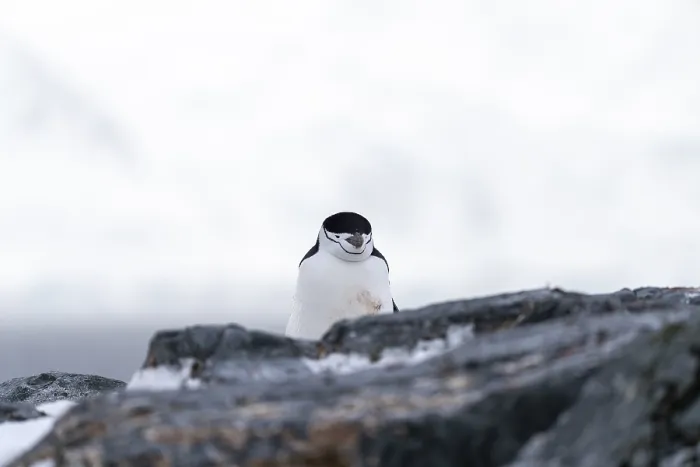 Framed Print : Chinstrap Penguin Print, Orne Harbour, Antarctica Framed Print : Chinstrap Penguin Print, Orne Harbour, Antarctica