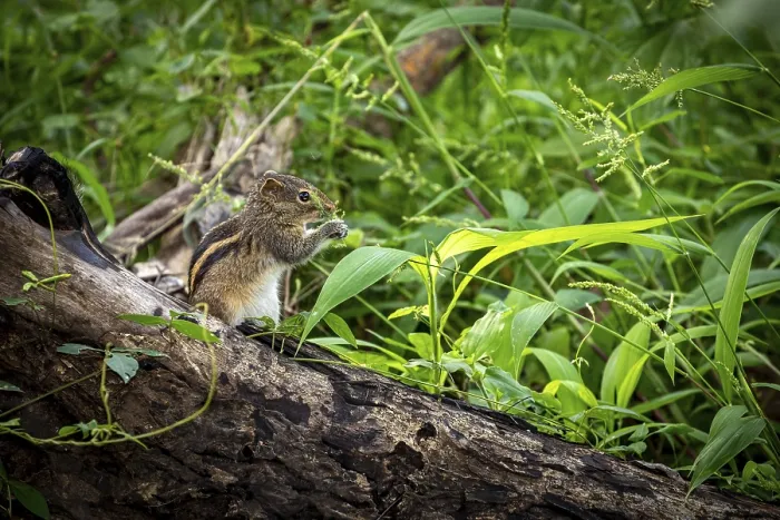 Framed Print : Chipmunk on Fallen Tree Trunk Print Framed Print : Chipmunk on Fallen Tree Trunk Print
