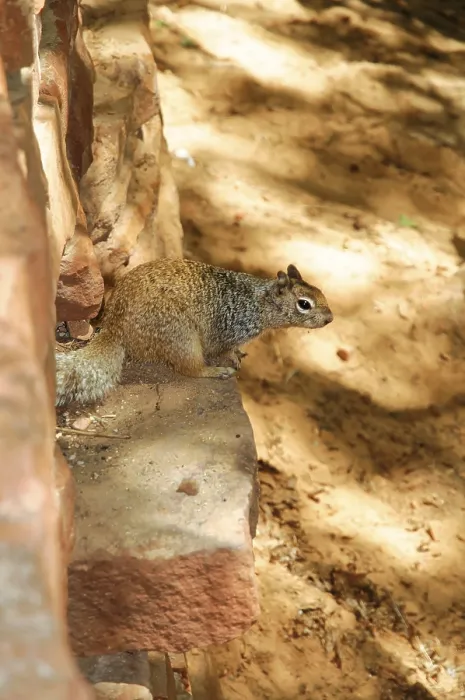Framed Print : A Chipmunk on a Brick Wall Print, Zion National Park, Utah Framed Print : A Chipmunk on a Brick Wall Print, Zion National Park, Utah
