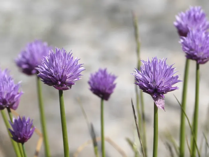Framed Print : Chive Blossoms Print Framed Print : Chive Blossoms Print