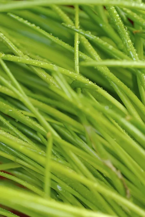 Framed Print : Chives Print by imageBROKER Framed Print : Chives Print by imageBROKER