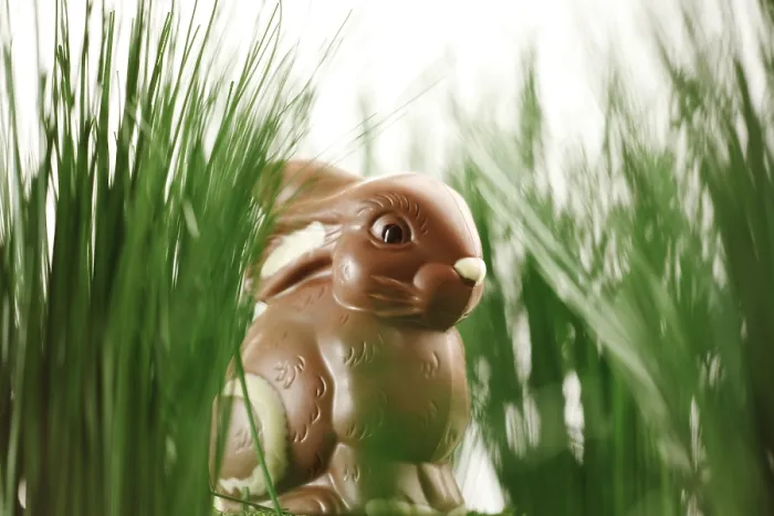 Framed Print : Chocolate Easter Bunny in the Grass Print Framed Print : Chocolate Easter Bunny in the Grass Print