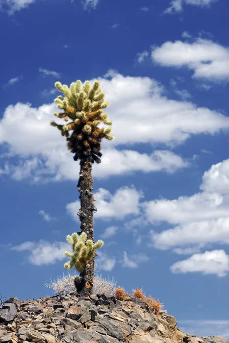 Framed Print : Cholla Cactus with clouds, Joshua Tree National Park Print Framed Print : Cholla Cactus with clouds, Joshua Tree National Park Print