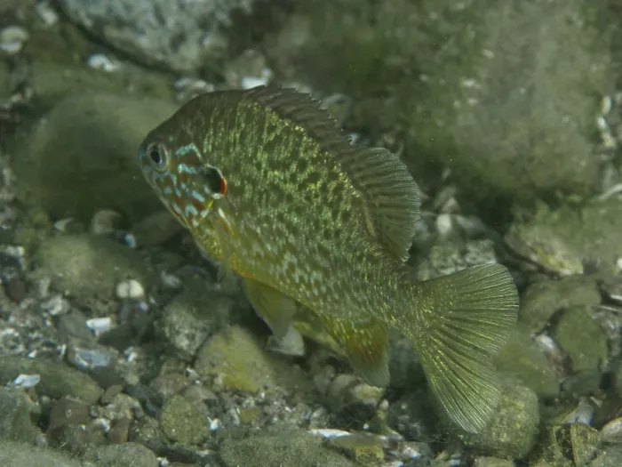 Framed Print : Colourful Pumpkinseed Sunfish Print Framed Print : Colourful Pumpkinseed Sunfish Print