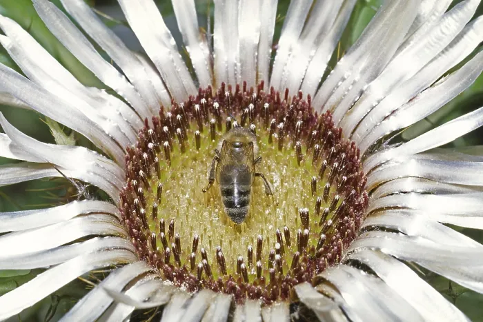 Framed Print : Cirsium acaulis Print - Stemless Boar's-Root with Bee Framed Print : Cirsium acaulis Print - Stemless Boar's-Root with Bee