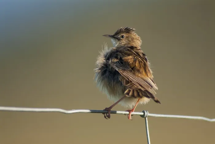 Framed Print : Cisticola Juncidis Print - Extremadura, Spain Framed Print : Cisticola Juncidis Print - Extremadura, Spain