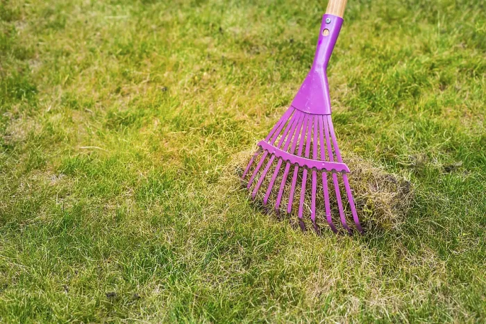 Framed Print : Cleaning up the grass with a rake Print Framed Print : Cleaning up the grass with a rake Print