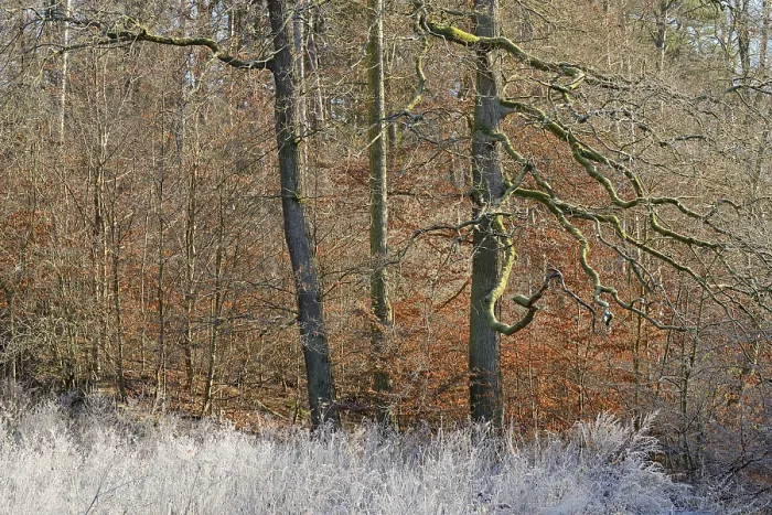 Framed Print : Clearing with Oak Trees Print, Germany Framed Print : Clearing with Oak Trees Print, Germany
