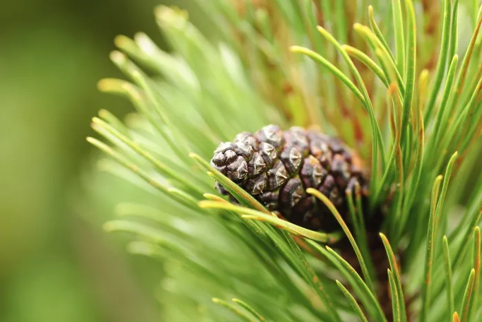 Framed Print : Close-up Print of a Pine Cone in Shallow Depth of Field Framed Print : Close-up Print of a Pine Cone in Shallow Depth of Field