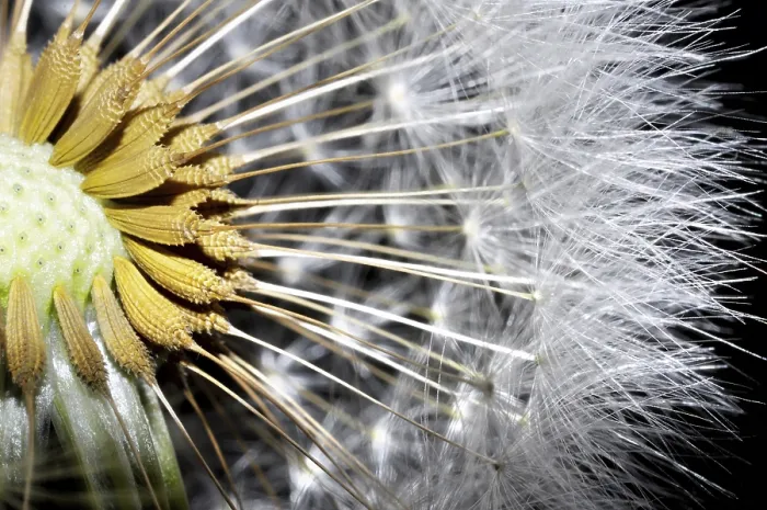 Framed Print : Close Up on a Dandelion Print Framed Print : Close Up on a Dandelion Print