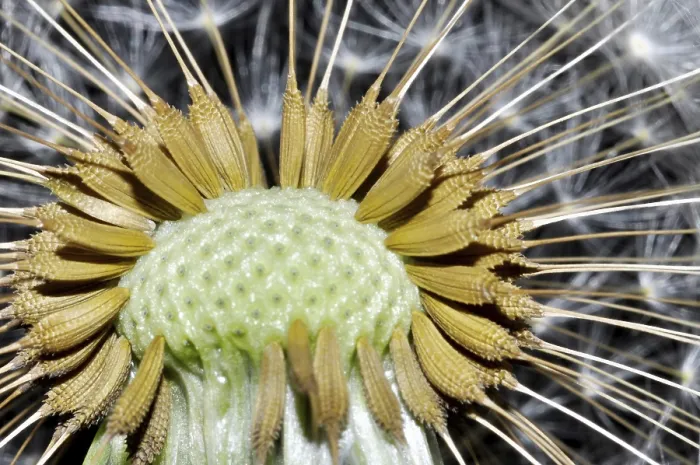 Framed Print : Close Up on a Dandelion Print