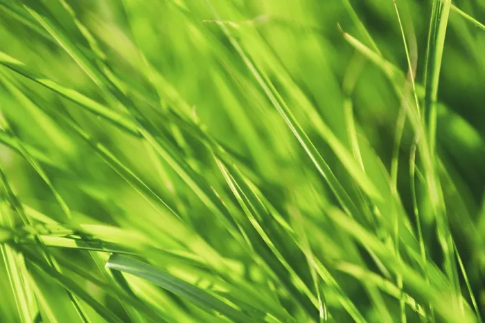 Framed Print : Close-up Print of Green Grass Framed Print : Close-up Print of Green Grass