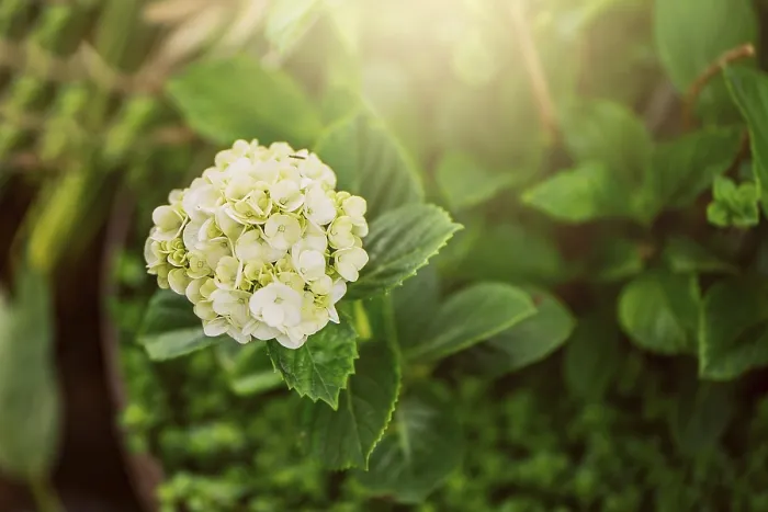 Framed Print : Close-up of a Hydrangea Flower Print