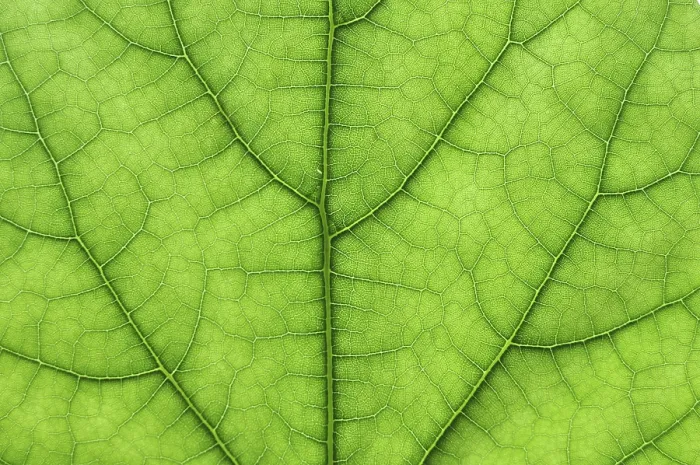 Framed Print : Macro Print of Green Tree Leaf Framed Print : Macro Print of Green Tree Leaf