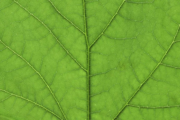 Framed Print : Macro Print of a Green Tree Leaf Framed Print : Macro Print of a Green Tree Leaf