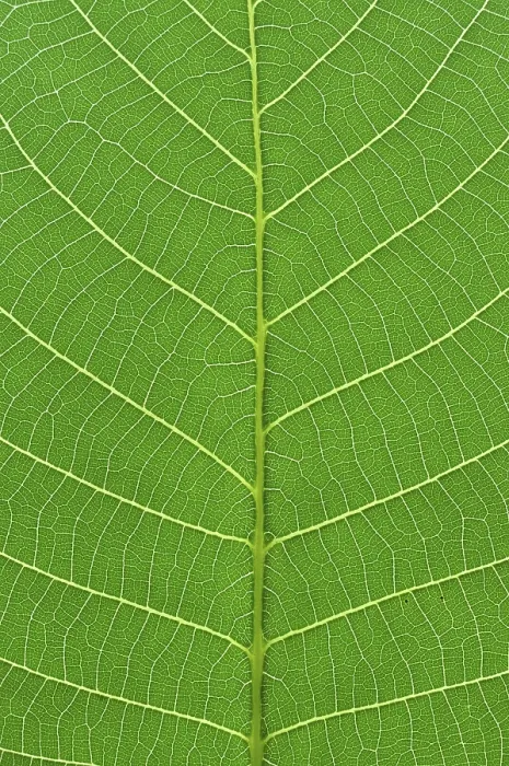 Framed Print : Green Leaf Tree Macro Print Framed Print : Green Leaf Tree Macro Print
