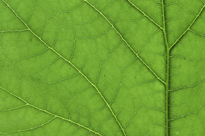 Framed Print : Green Leaf Tree Macro Print Framed Print : Green Leaf Tree Macro Print